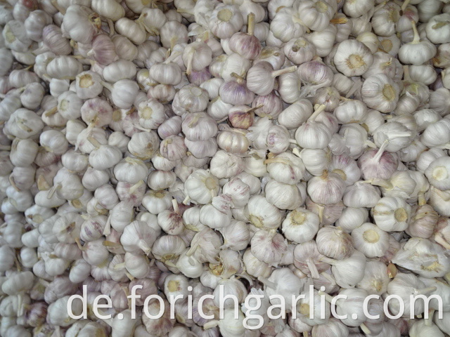 High Quality Normal White Garlic